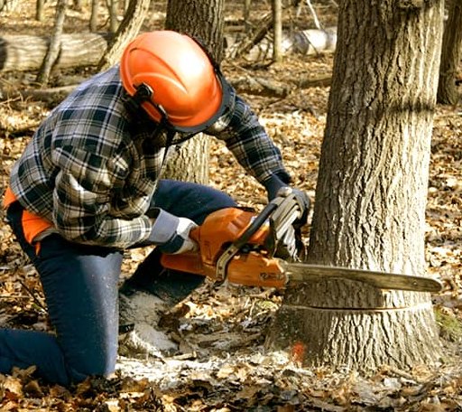 Tree Removal in Columbia, CT
